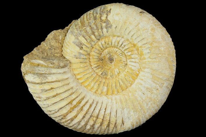 Jurassic Ammonite (Perisphinctes) Fossil - Madagascar #181998